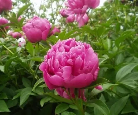 Casa Peonia 別荘